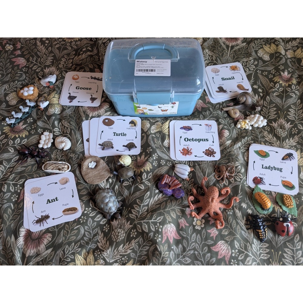 Life Cycle Educational Toy Homeschool Montessori Ant Goose Snail Octopus Turtle
